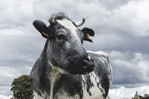 NOURRIR L’HUMANITÉ C’EST UN MÉTIER - festival théâtre de rue l'heure insolite